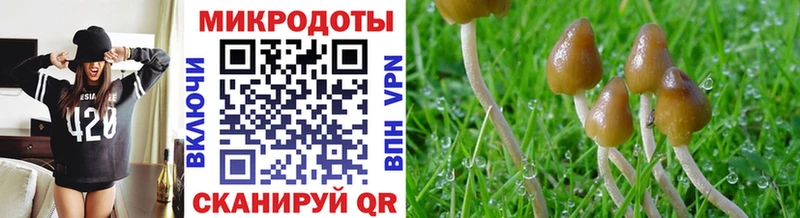 Галлюциногенные грибы Cubensis  kraken зеркало  Пугачёв 